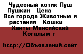 Чудесный котик Пуш-Пушкин › Цена ­ 1 200 - Все города Животные и растения » Кошки   . Ханты-Мансийский,Когалым г.